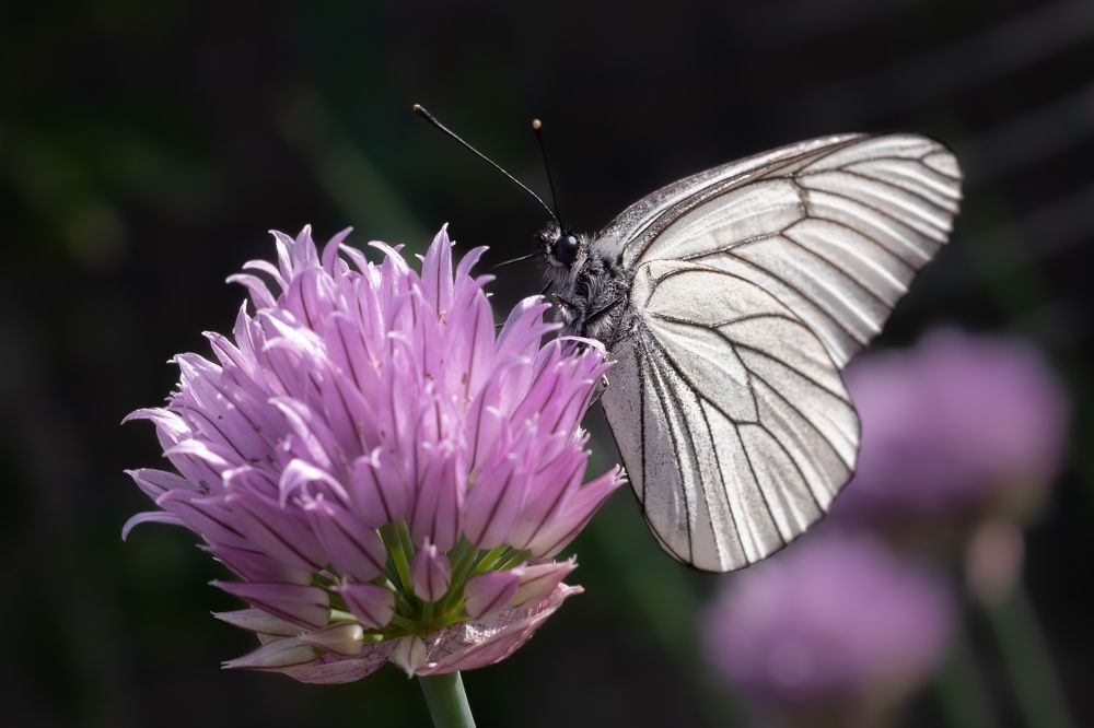 Photograph by Высотских Владимир