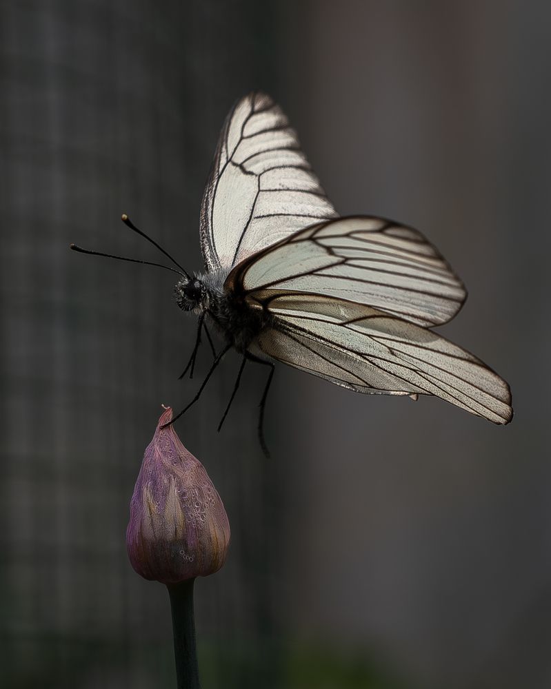 Photograph by Высотских Владимир