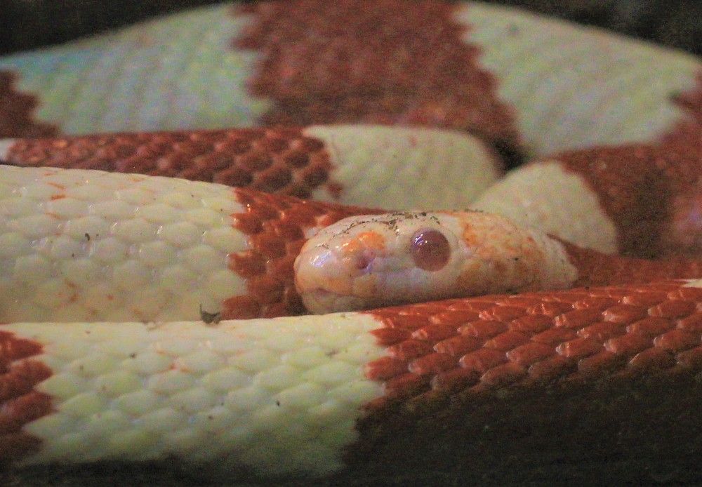 Фотография автора Светлана Терехова