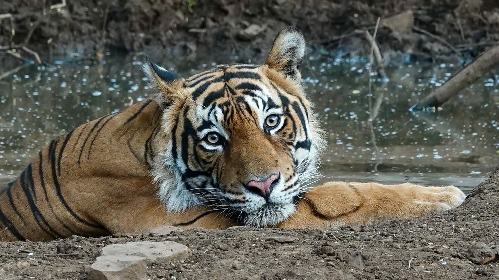 Photograph by Risbood Sanjay