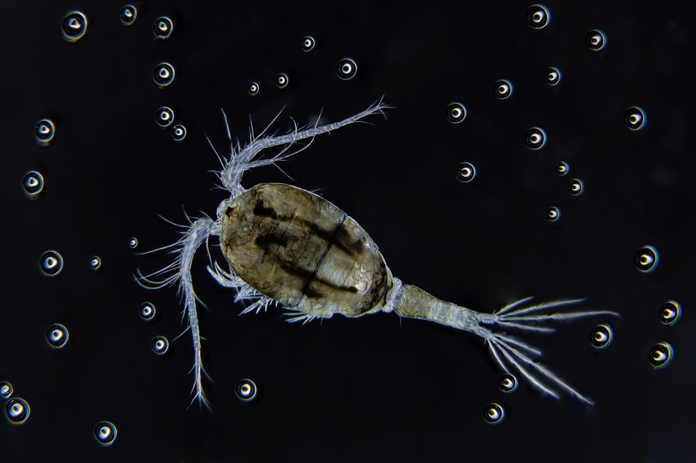 Copepod