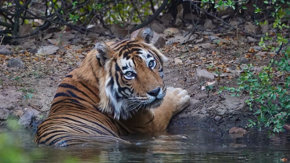 Photograph by Risbood Sanjay