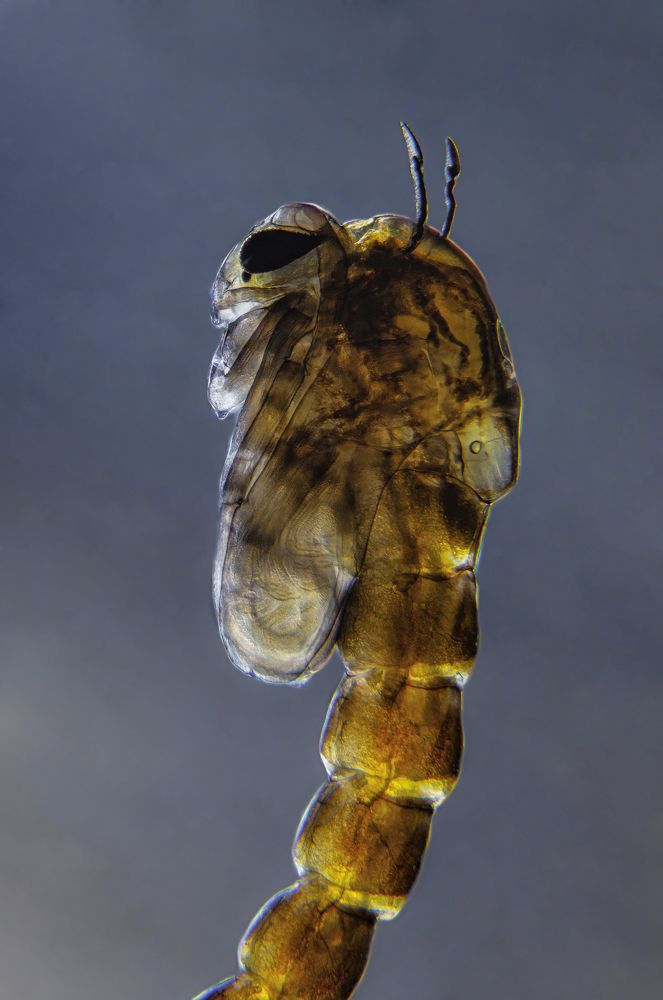 Mosquito pupa