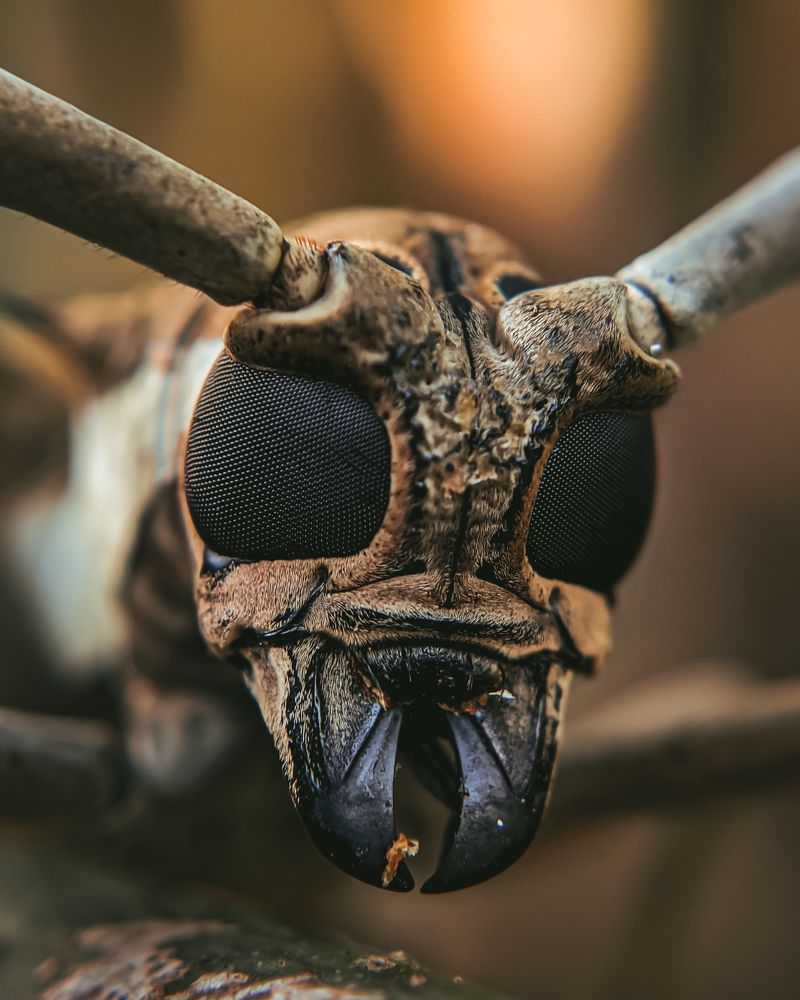 Photograph by Tharusha Dilshan