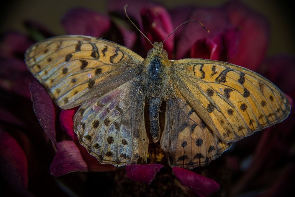 Фотография автора Сергей Чесноков