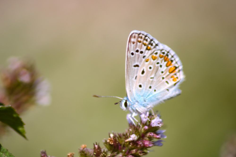 Photograph by Dubravka Madjinca