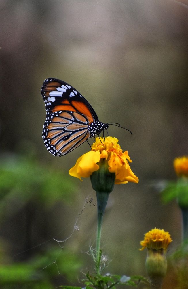 Photograph by Subhajit Jana