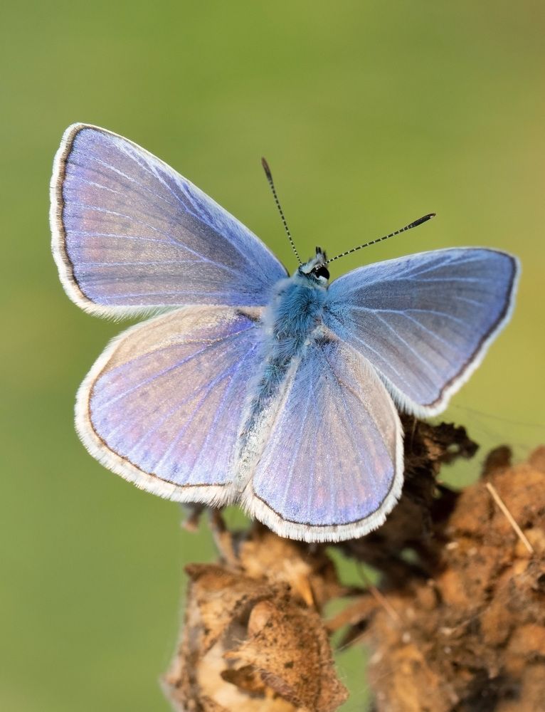 Photograph by Niyazi Nizam