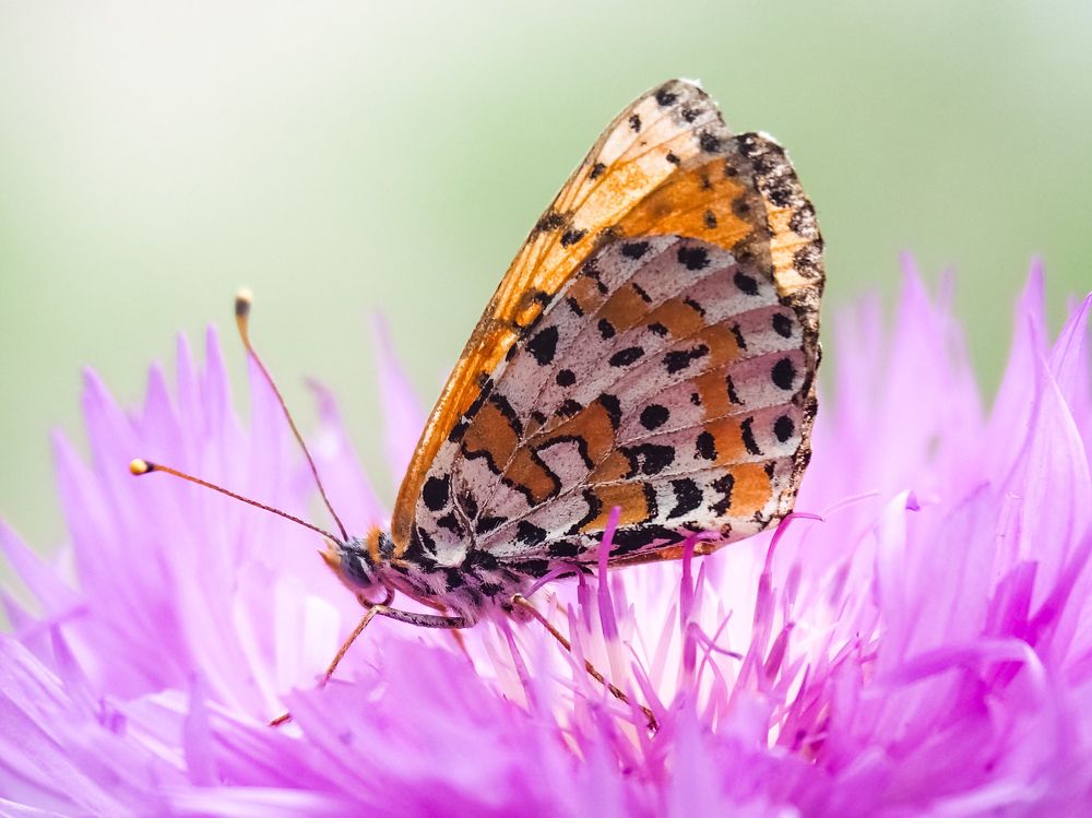 Photograph by Светлана Шибаршина