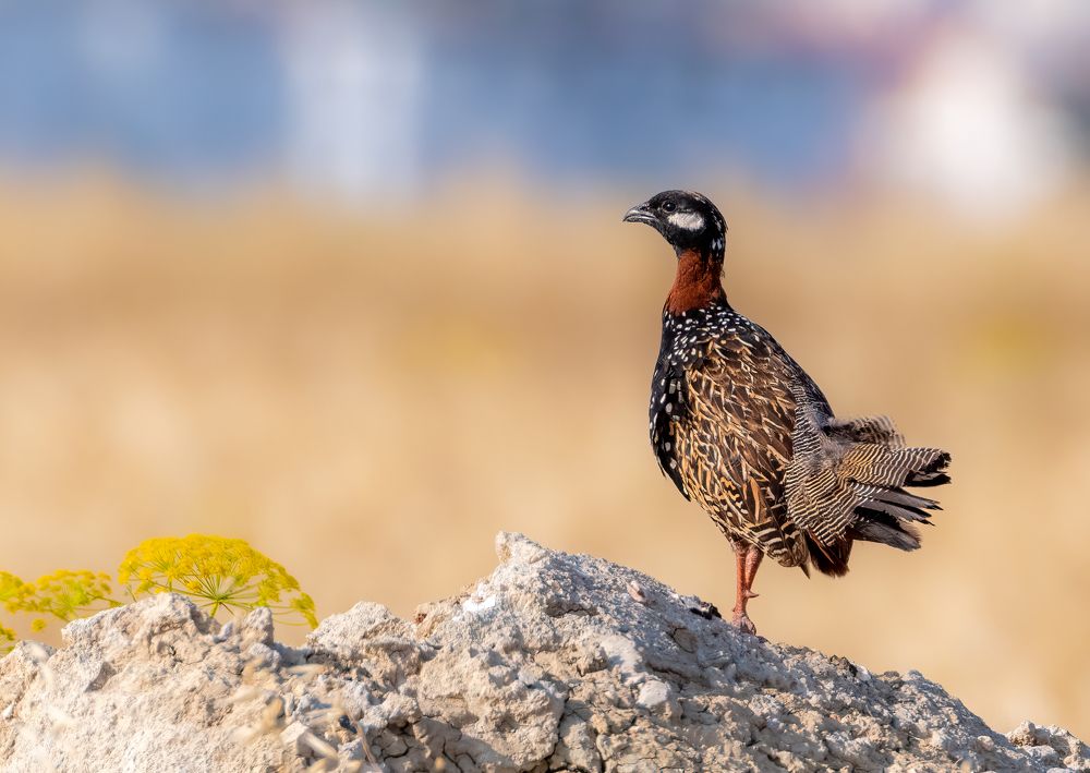 Photograph by Vahid Yavari