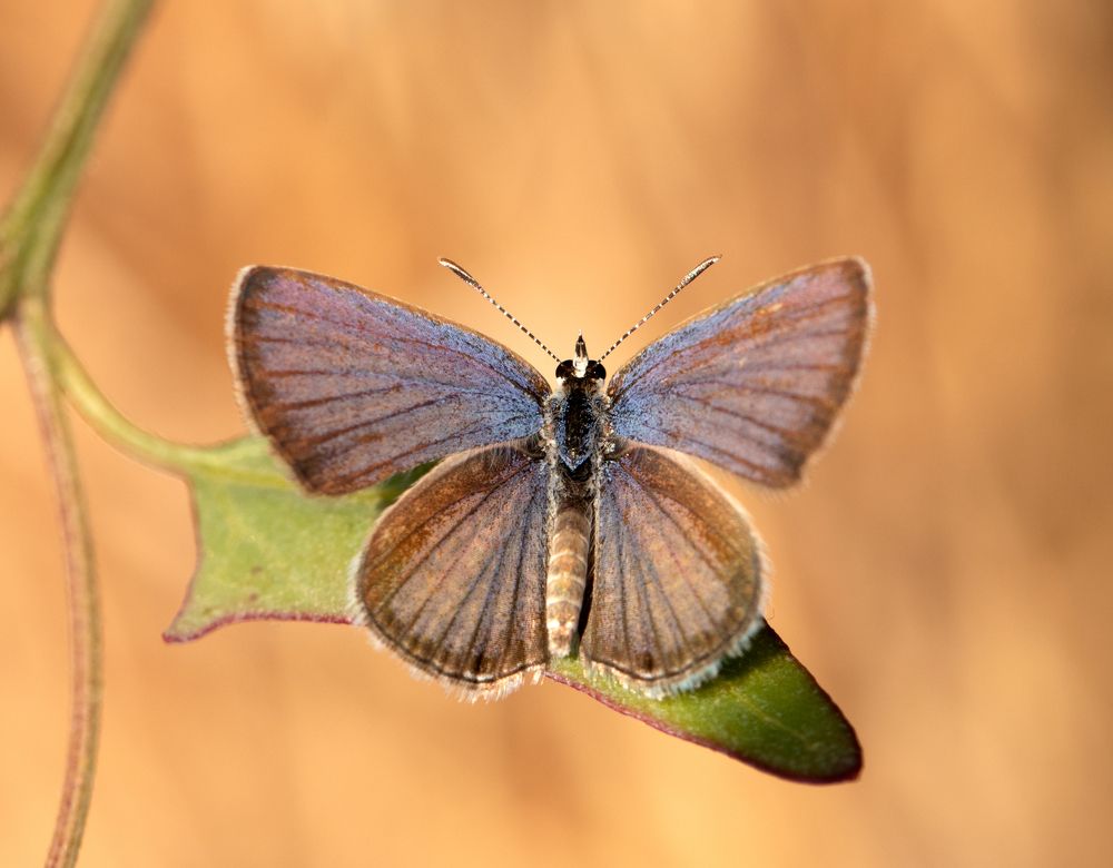 Photograph by Niyazi Nizam