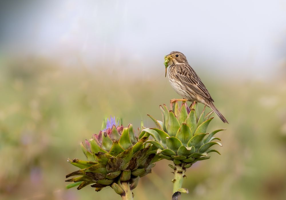 Photograph by Vahid Yavari