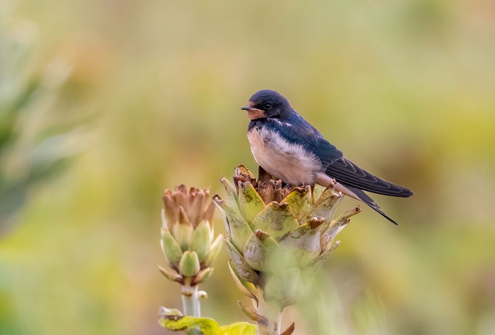 Photograph by Vahid Yavari