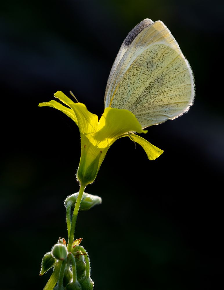 Photograph by Vahid Yavari