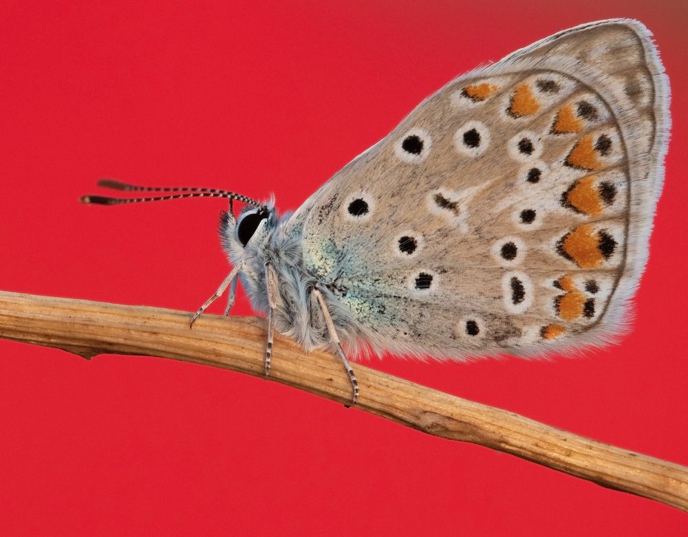 Photograph by Niyazi Nizam