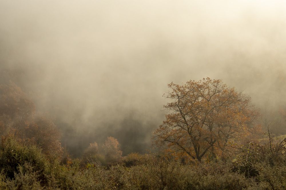 Llega el invierno al bosque