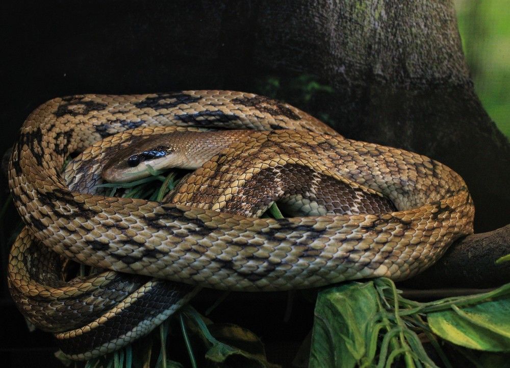 Фотография автора Светлана Терехова