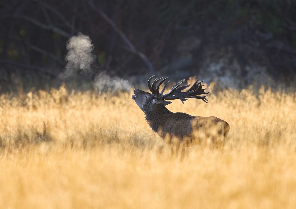 Photograph by Tamas Nemeth