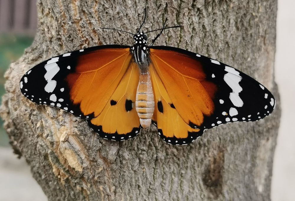 Photograph by Anil Yadav