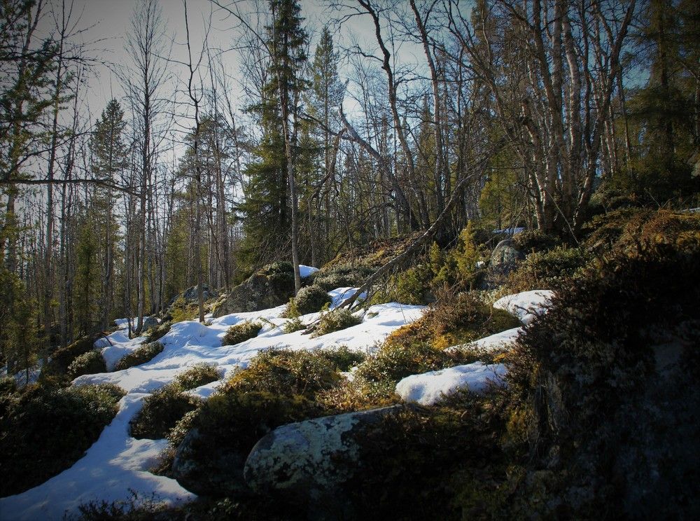 Фотография автора Светлана Терехова