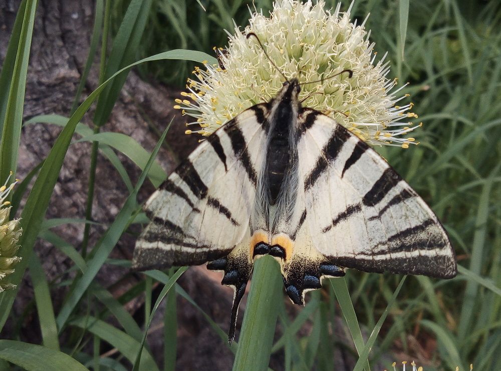 Photograph by Евгений Артемьев