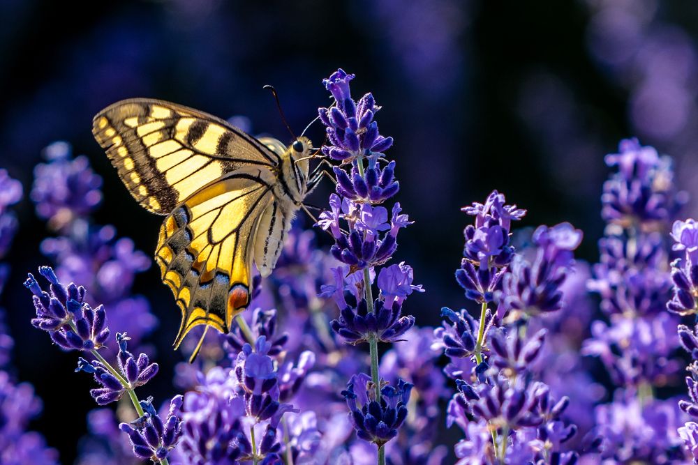 Photograph by levi bagy