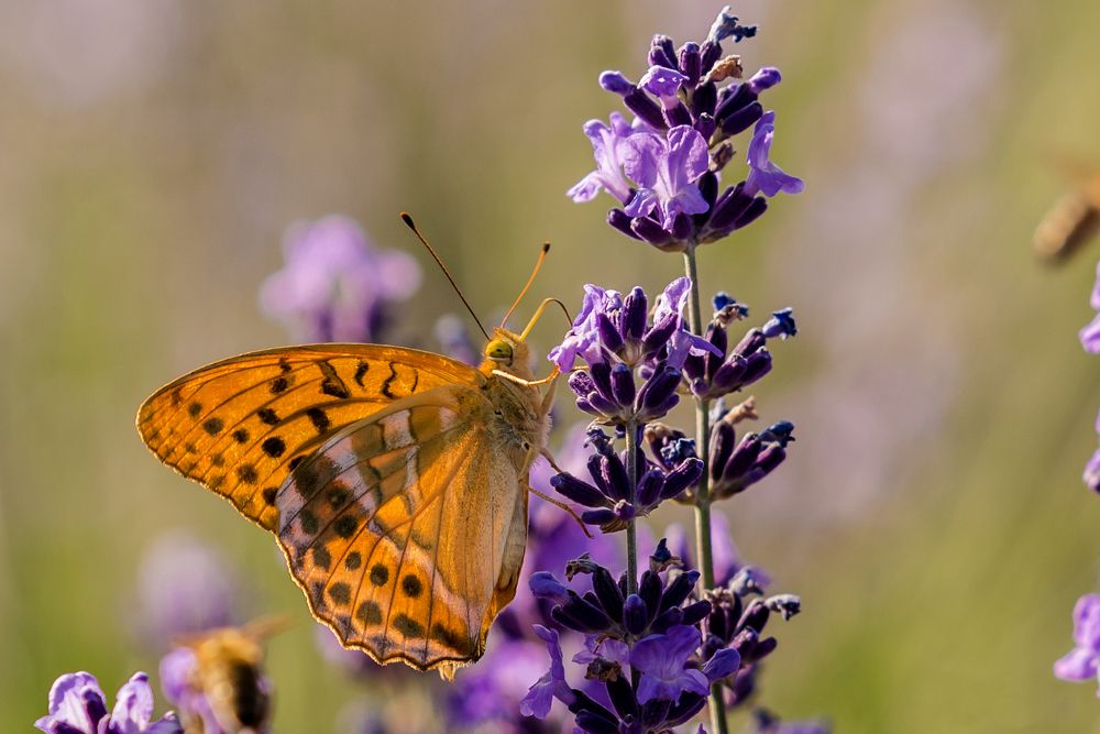 Photograph by levi bagy