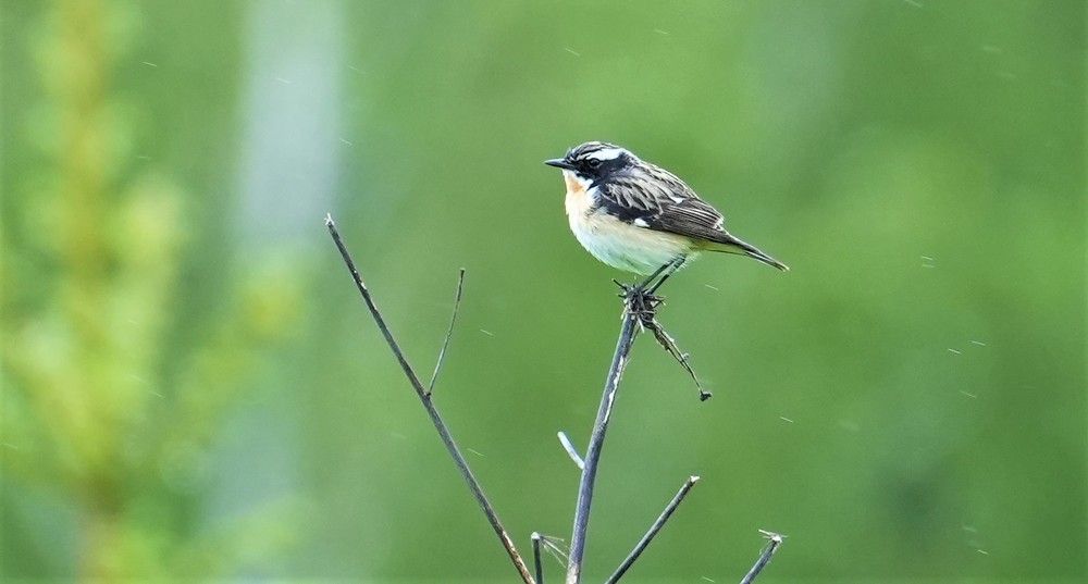 Photograph by Михаил Трусов