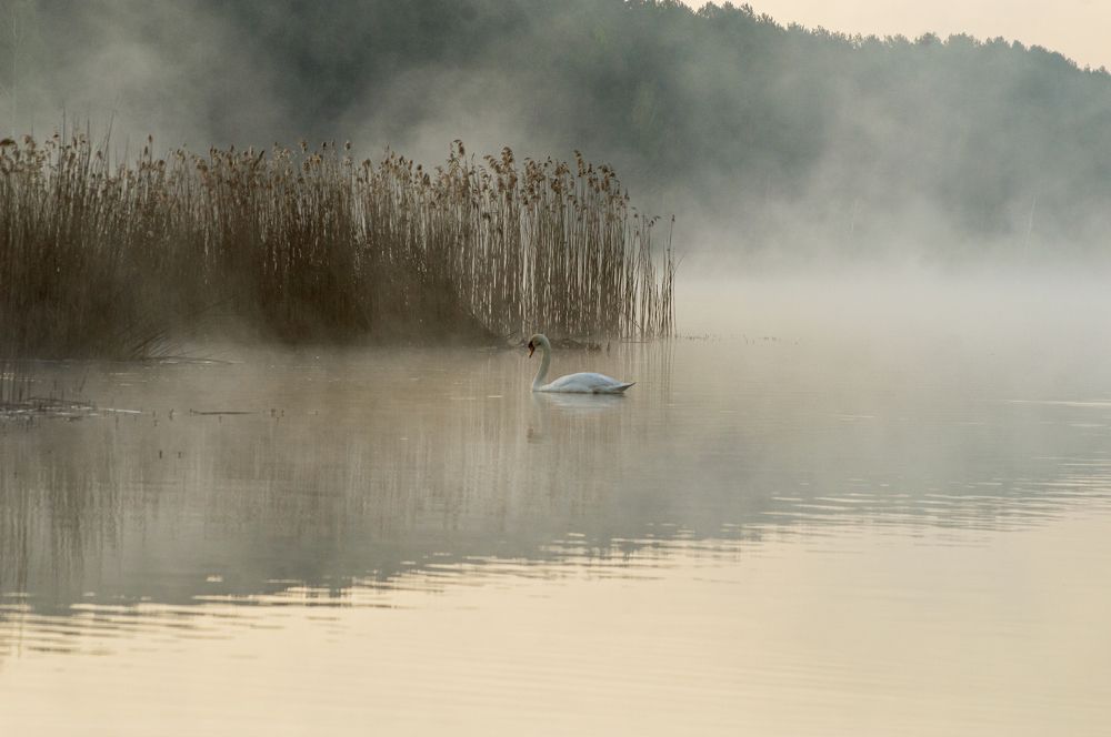Photograph by Елена Кошелева