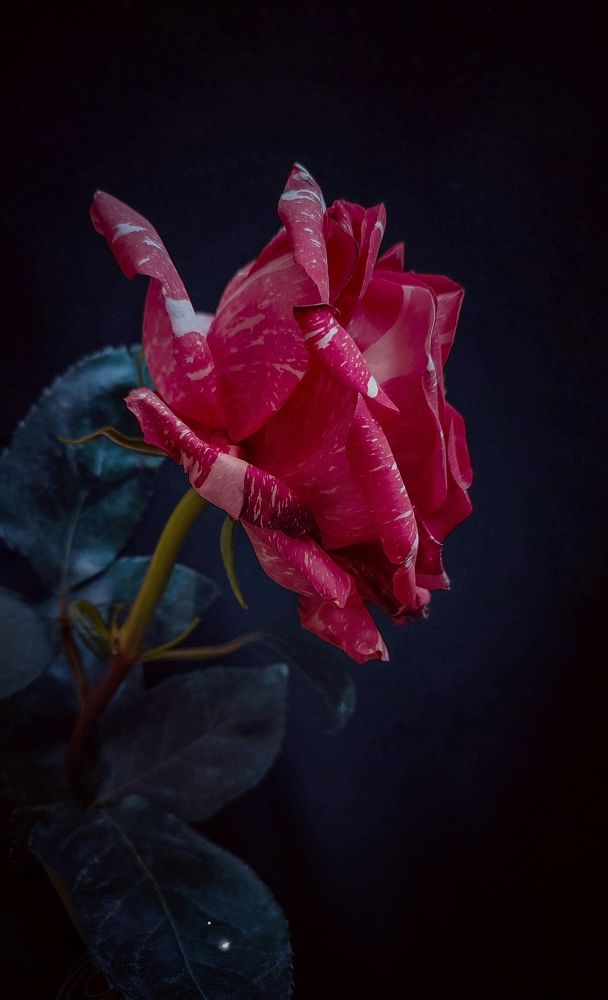 Фотография автора Анастасия Мамаева