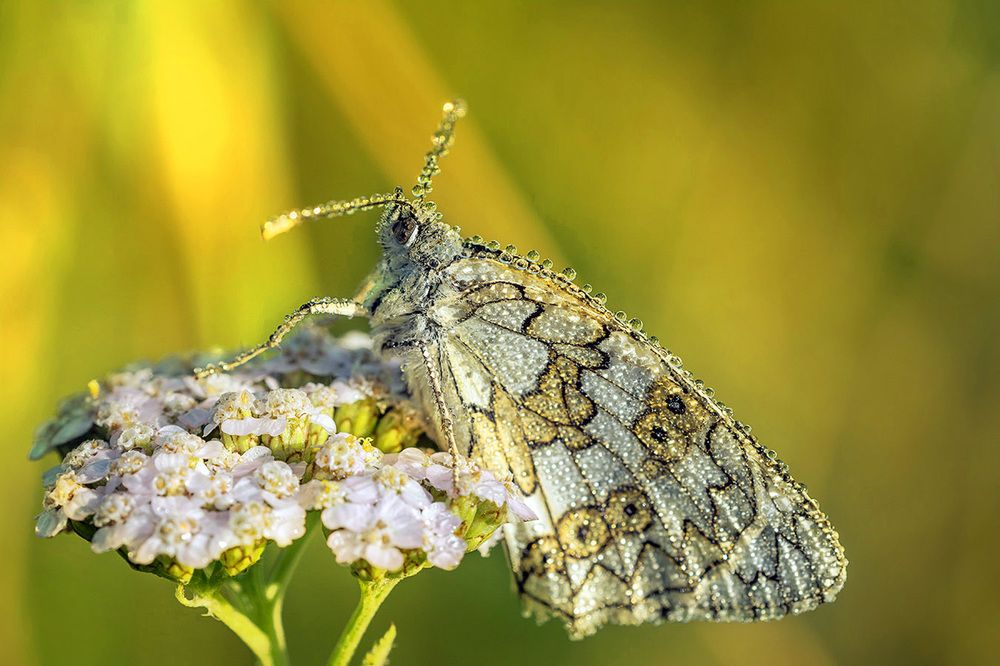 Фотография автора Анатолий Зверев