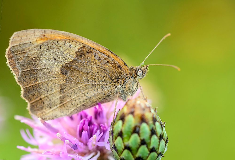 Фотография автора Анатолий Зверев