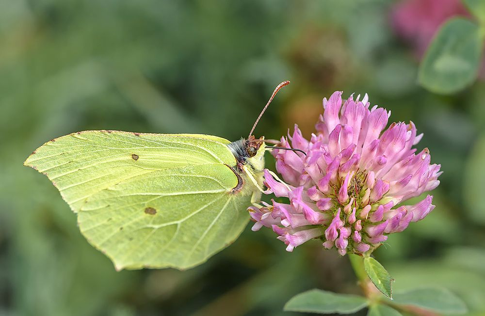 Фотография автора Анатолий Зверев