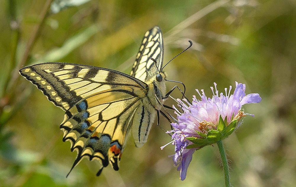 Фотография автора Анатолий Зверев