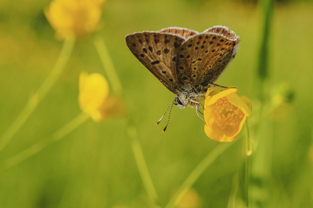 Червонец бурый (Lycaena tityrus) на цветке лютика