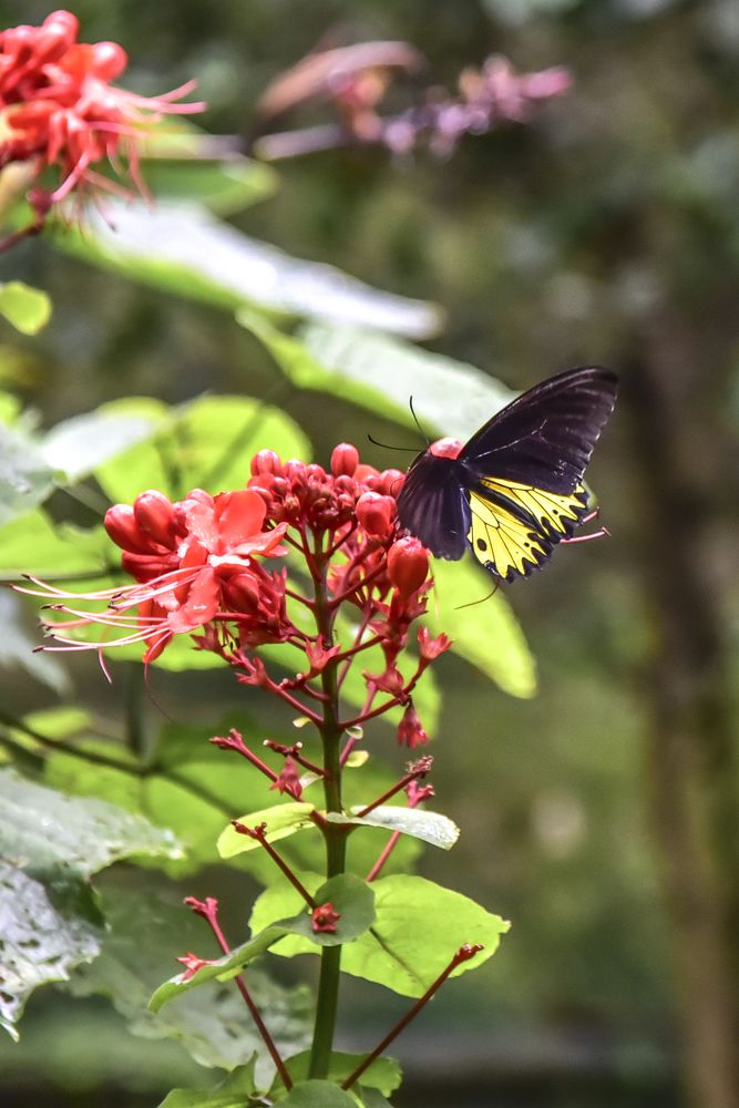 Photograph by Pujo Cahyono