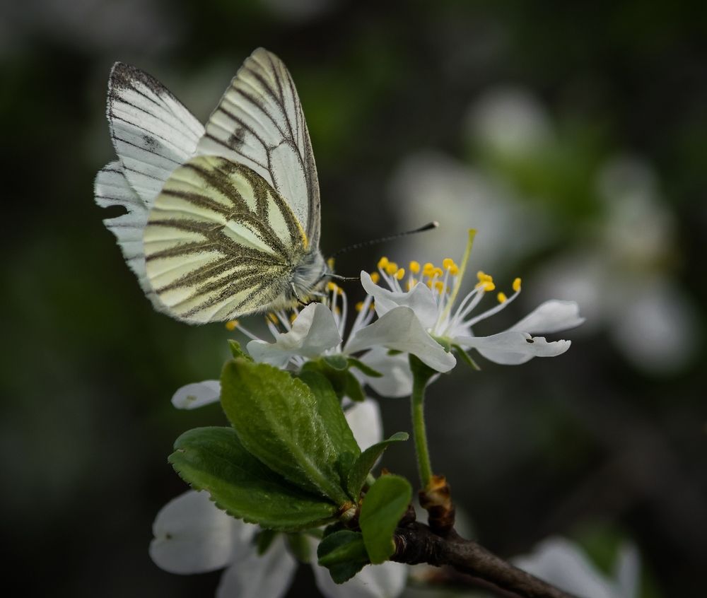 Photograph by Виктор Рыков