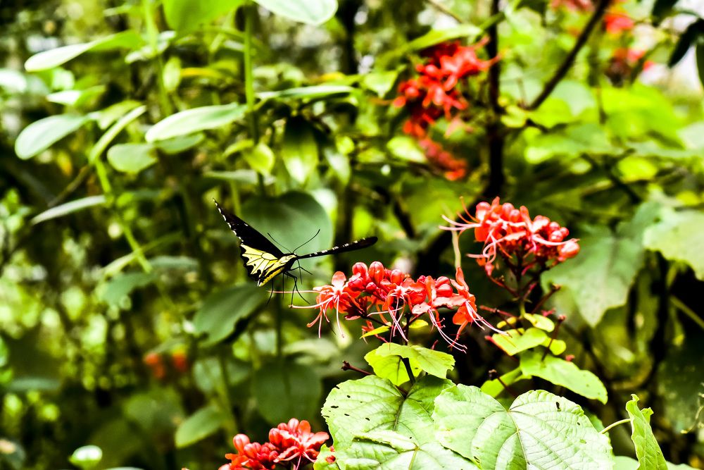 Photograph by Pujo Cahyono