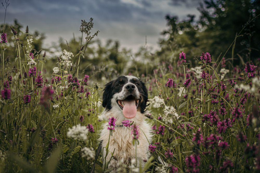 Photograph by Ivan Mandic