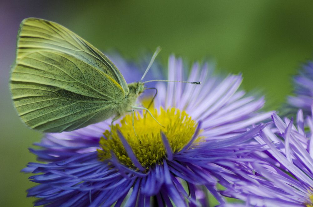 Photograph by Mirela Tortumanova