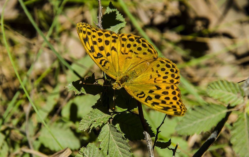 Photograph by Mirela Tortumanova