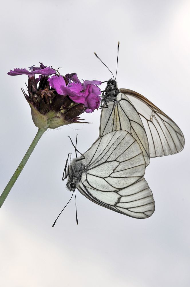 Photograph by Наталия Шинкевич