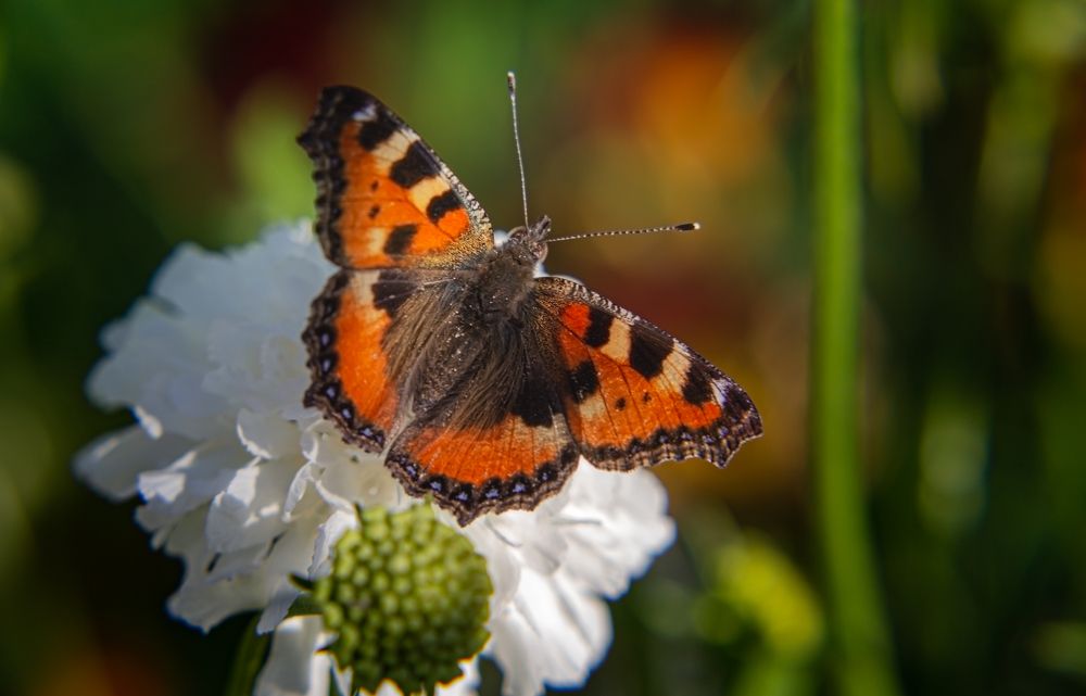 Photograph by Anatoliy Buyanov