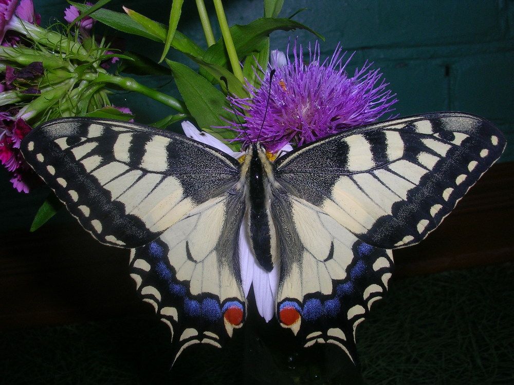 Photograph by Анна Шекурова