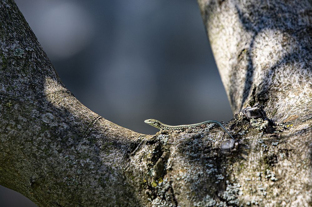 Photograph by Jacky Weckx