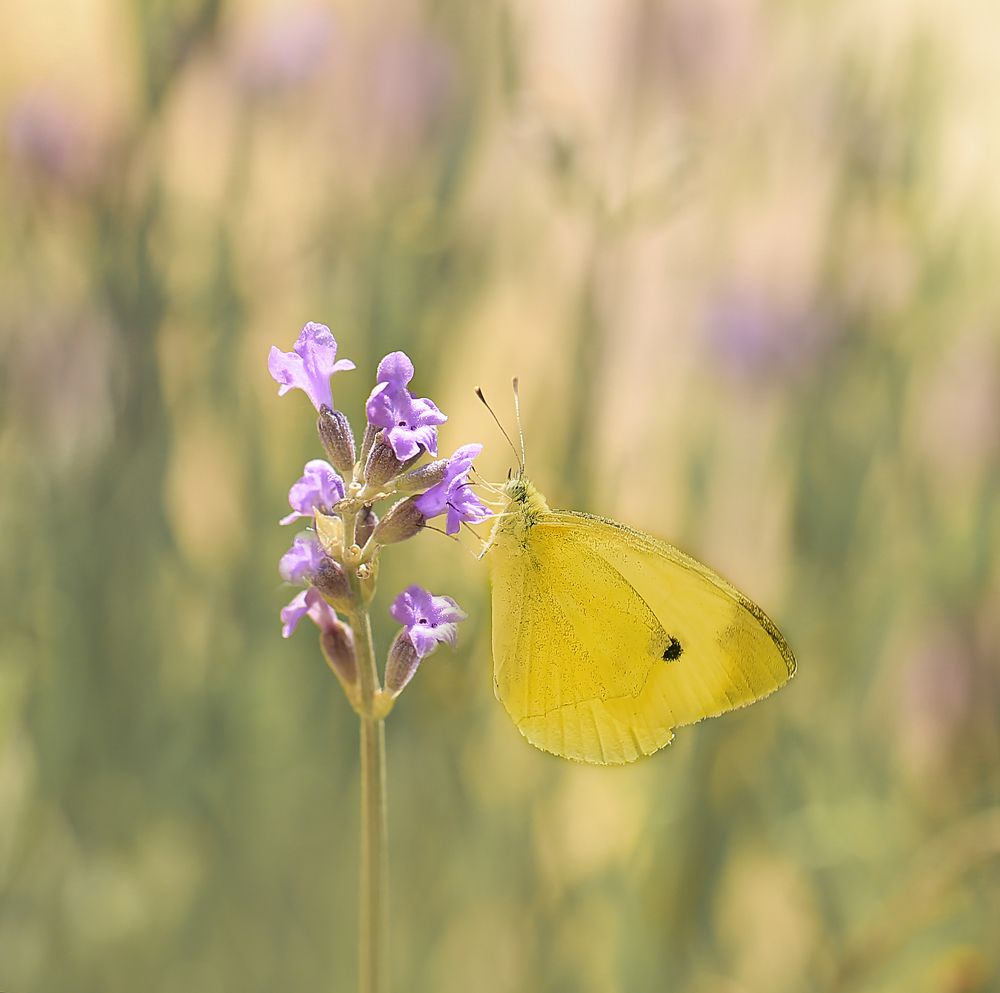 Photograph by Алена Полетаева