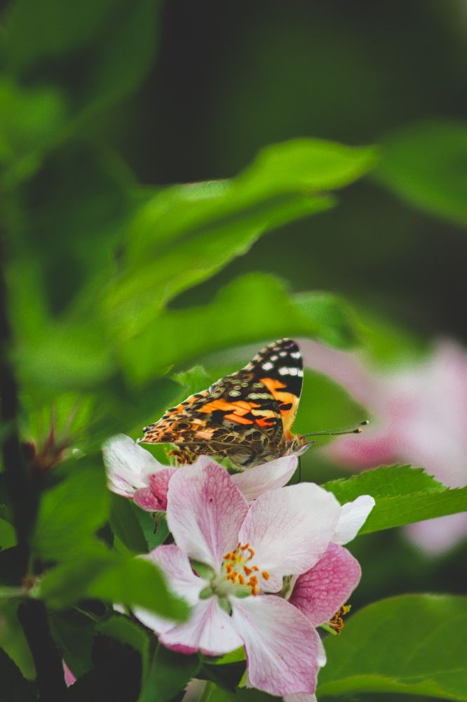 Фотография автора Akram