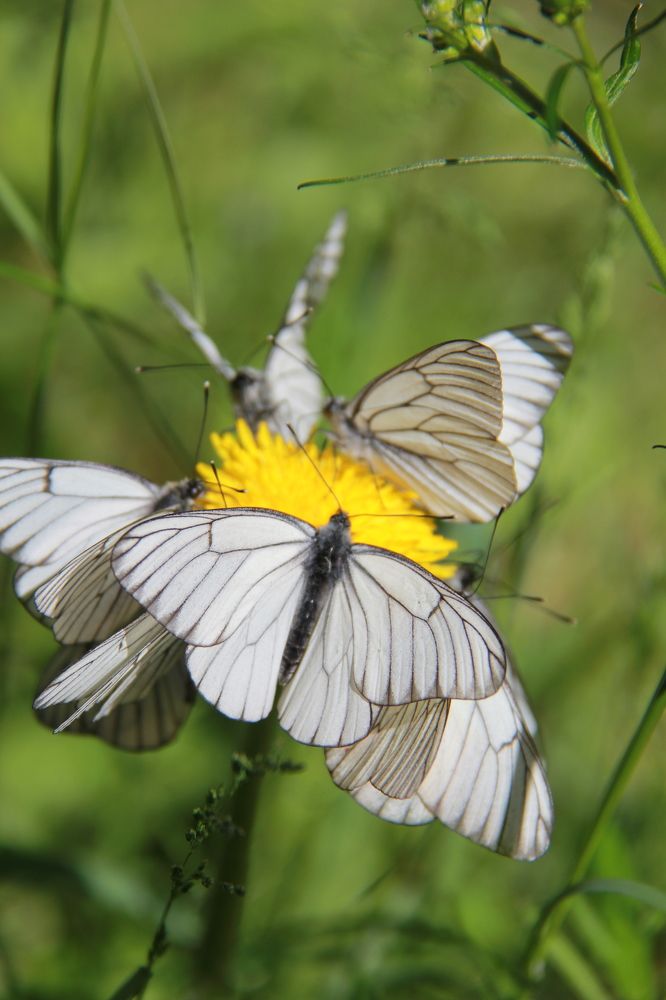 Photograph by Игорь Тюменцев