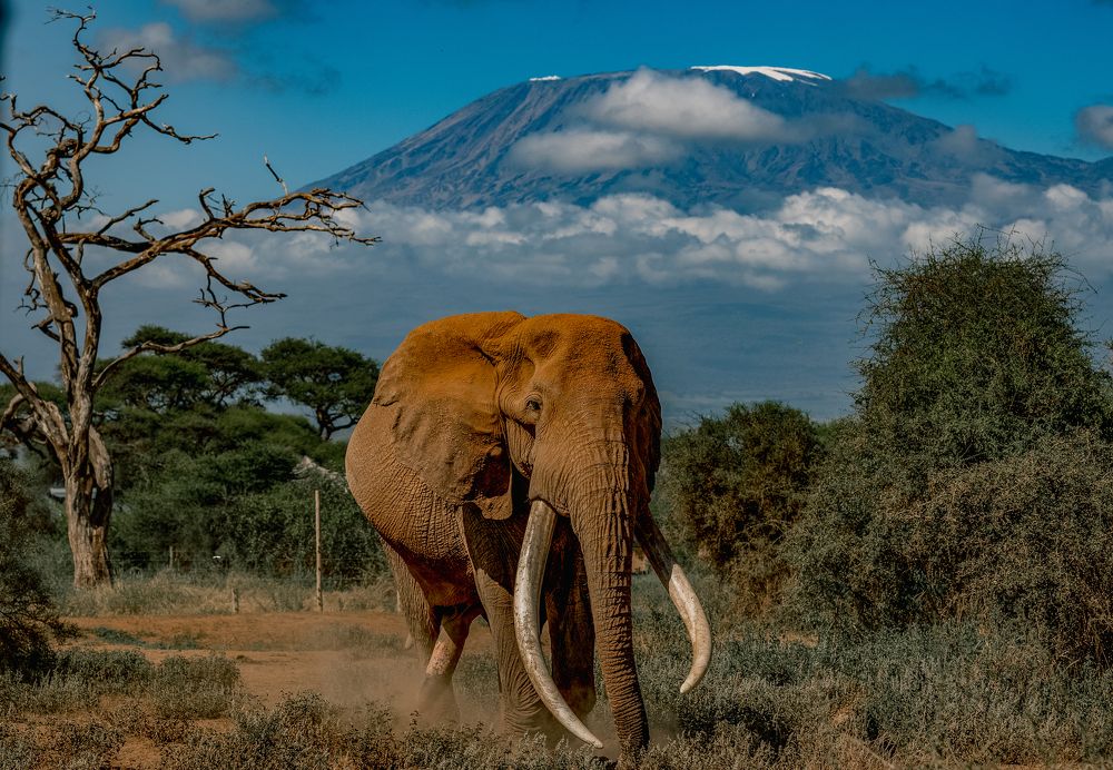 Photograph by Vidyashankar P