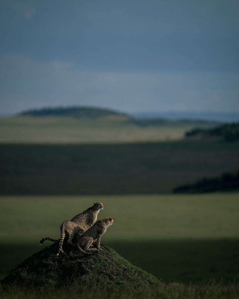 Photograph by Vidyashankar P